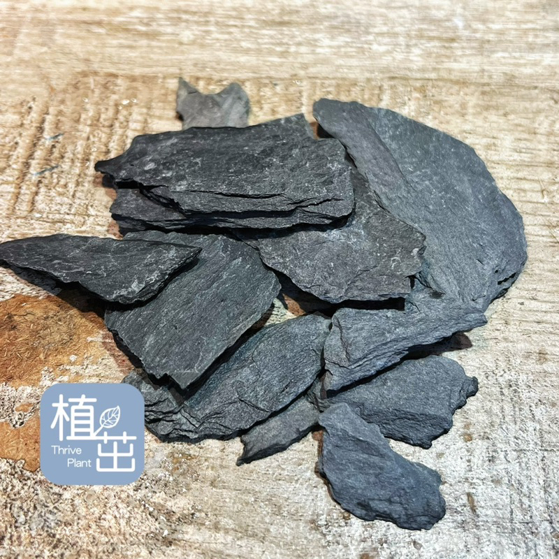 植茁🌿天然岩片 階梯石片 微景觀 苔蘚生態造景 半水景生態缸 | 蝦皮購物