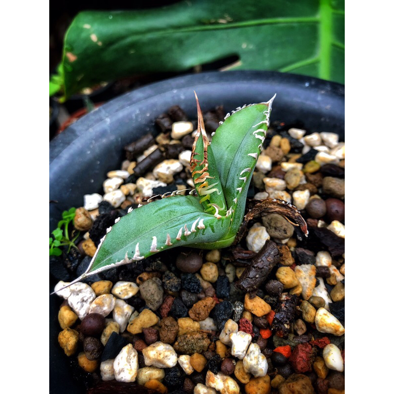Agave titanota 嚴龍大白蓋表現無母照保證厲害表現露養難免葉傷