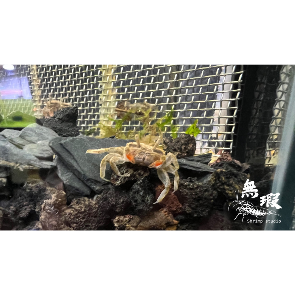 迷你蟹辣椒蟹宠物鱼缸观赏蟹淡水活体草缸可深水养殖小螃蟹除藻蟹-淘宝网