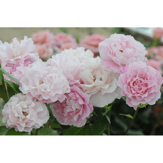 tw-11134207-7qul6-