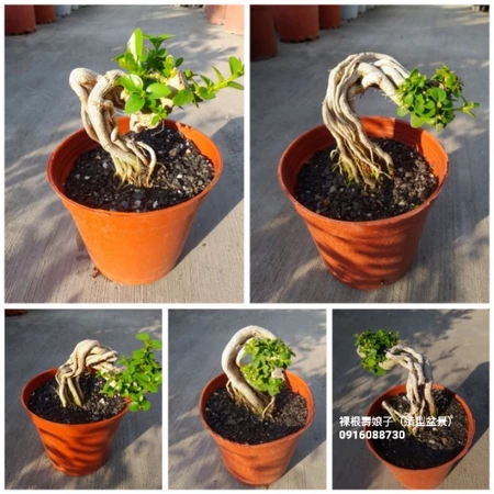 九重葛、簕杜鵑、庭院花牆植物、居家園藝花卉、陽台盆栽推薦