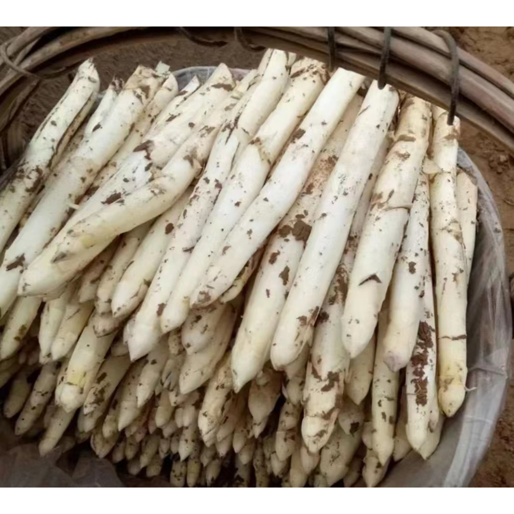 特惠🌿【精選】【蘆筍種根】多年生老苗蘆筍根莖蘆筍蔬菜根莖水果蘆筍