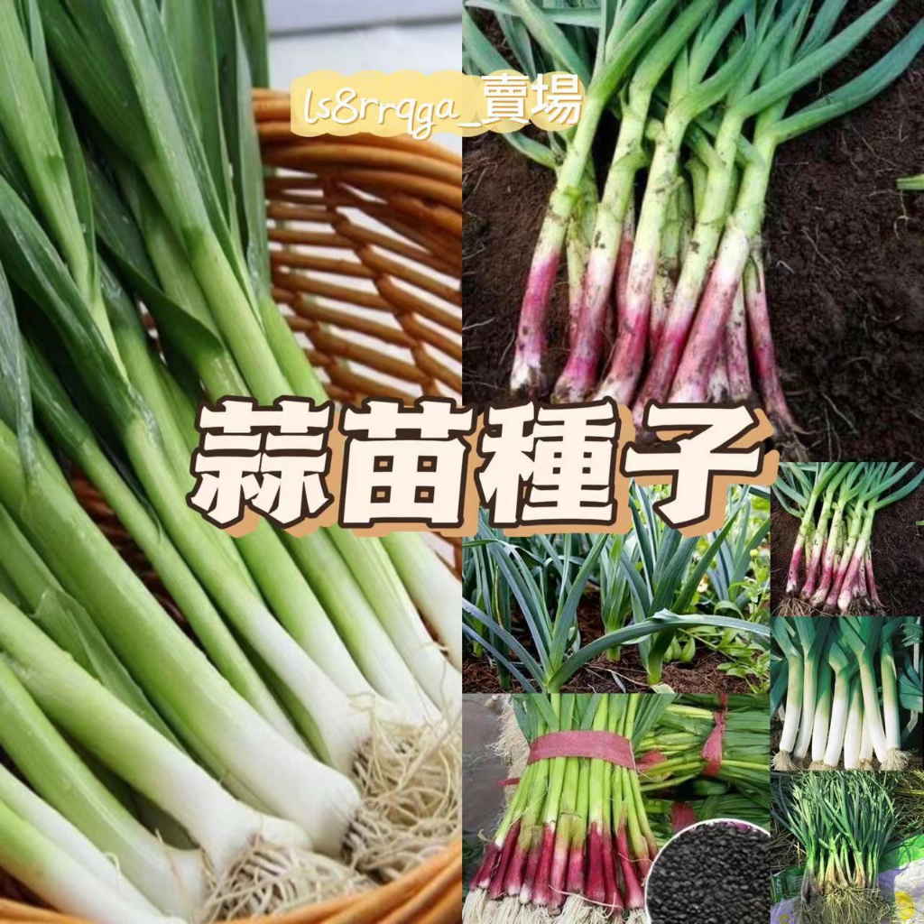 野蒜苗100本 - 野菜