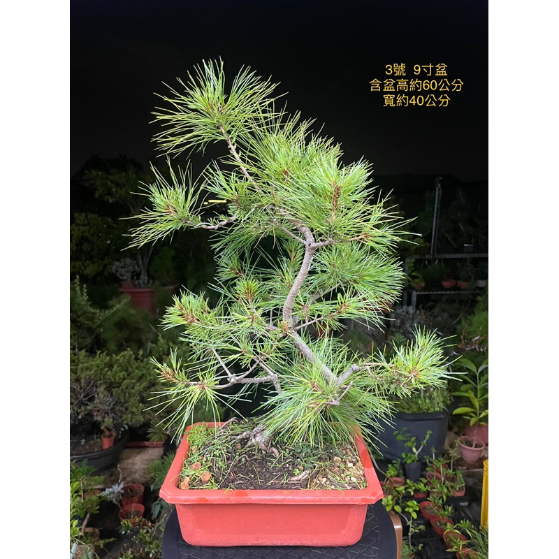 藝樹植栽」五葉松盆栽-造型盆栽-中品大品盆栽| 蝦皮購物