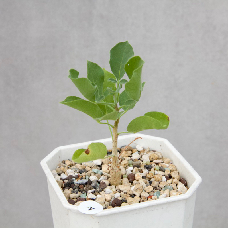 種子10粒】Commiphora drake-brockmanii(9) 適い