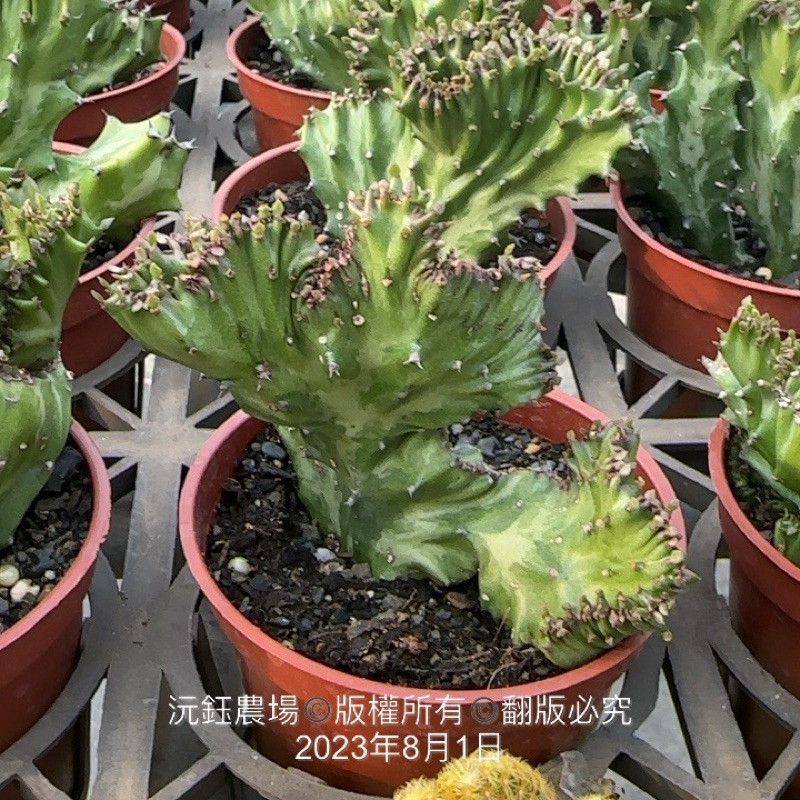 沅鈺農場 仙人掌 春風錦（微錦） | 蝦皮購物