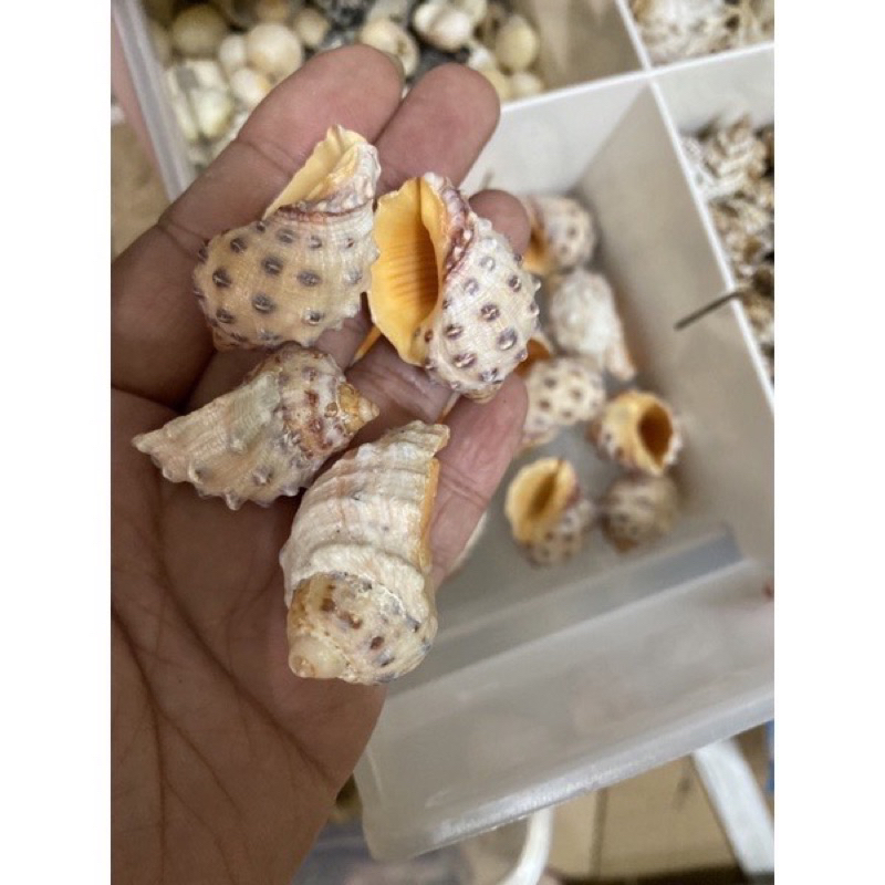 寄居蟹替換殼 荔枝螺 貝殼 辣螺 海螺 | 蝦皮購物