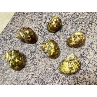 夜光貝- 優惠推薦- 2025年10月| 蝦皮購物台灣