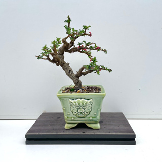 定番のお歳暮＆冬ギフト NO.7 長寿梅 古木 小品盆栽 植物/観葉植物