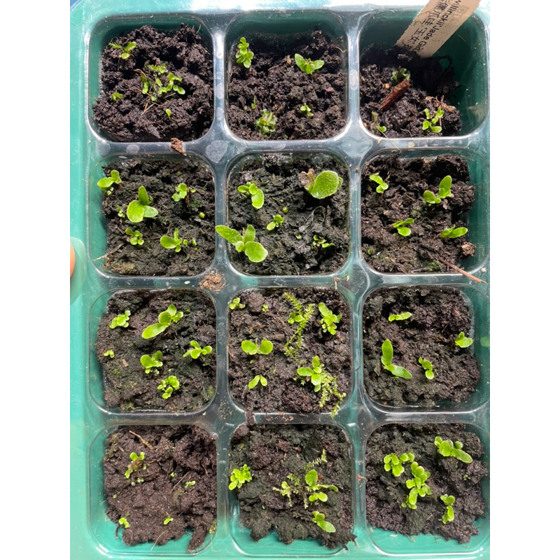 P. willinckii 