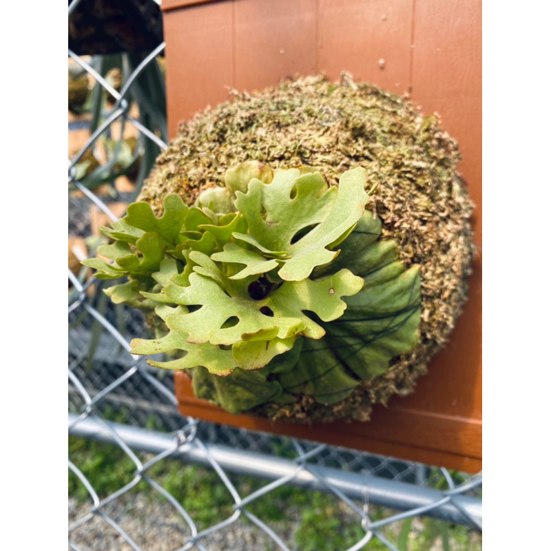 蕨士樂~Jazz Ferns!侏儒銀葉亞猴P.Ridleyi dwarf silver-(已 蕨士樂~Jazz Ferns!侏儒銀葉亞猴P.Ridleyi dwarf silver-(已