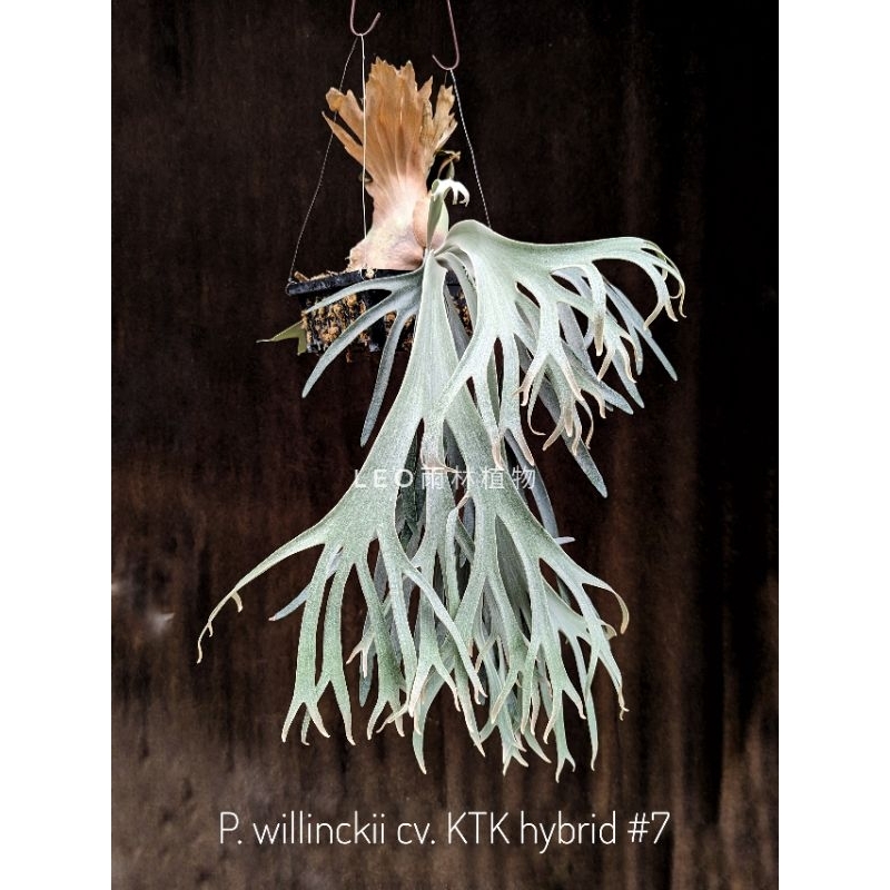 P. willinckii cv. KTK hybrid #7 鹿角蕨| 蝦皮購物