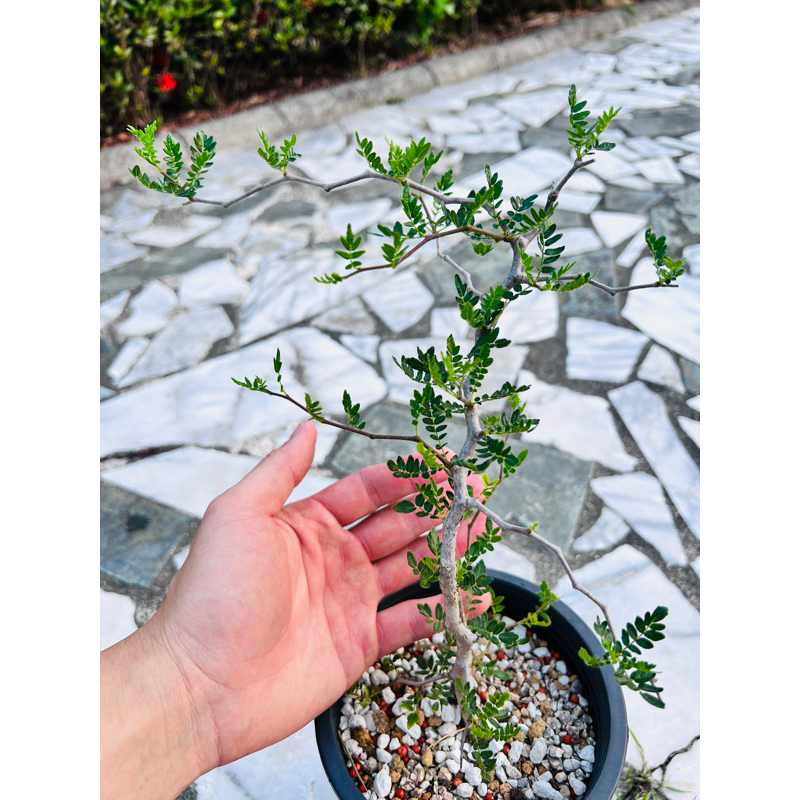 滔天橄欖 Commiphora monstruosa 橄欖科 塊根植物 | 蝦皮購物