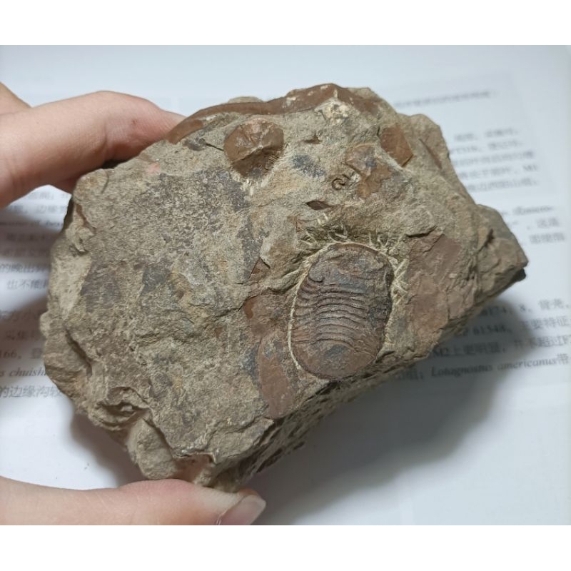 [程石] 中國重慶 寶石蟲三葉蟲與海扁果化石/Nileus sp. | 蝦皮購物