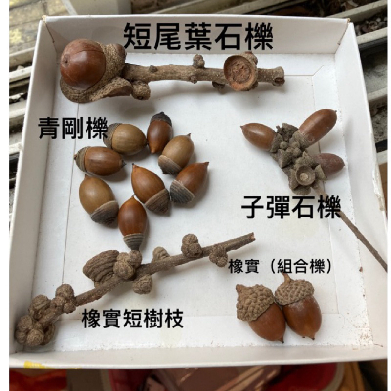 綜合橡實種子材料包/青剛櫟/子彈石櫟/捲斗櫟/赤皮櫟/小西氏石櫟短尾葉石櫟/蒙古櫟帽蓋+青剛櫟種子/橡實短樹枝/拍照小物 | 蝦皮購物