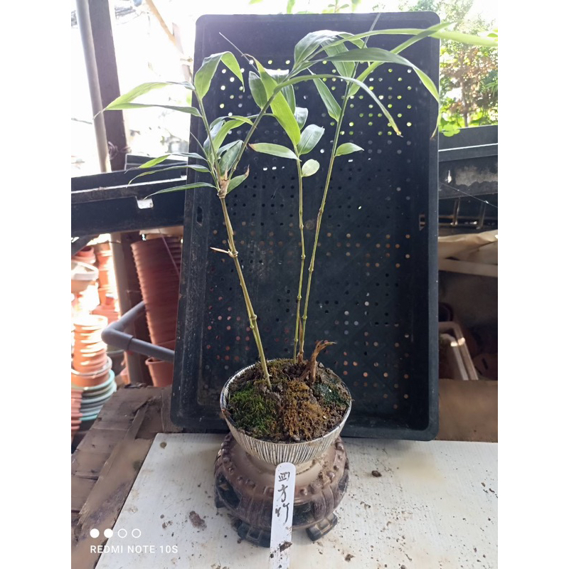 四方竹- 園藝植作優惠推薦- 居家生活2026年2月| 蝦皮購物台灣