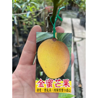金蜜芒果｜優惠推薦- 蝦皮購物- 2025年4月