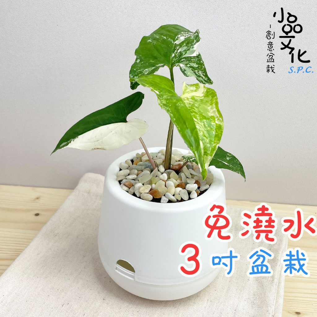 【小品文化】大理石合果芋【現貨】3吋雪胖免澆水盆栽 室內植物 室內盆栽 懶人盆栽 水培植物 水培盆栽 室內盆栽 觀葉植物 蝦皮購物