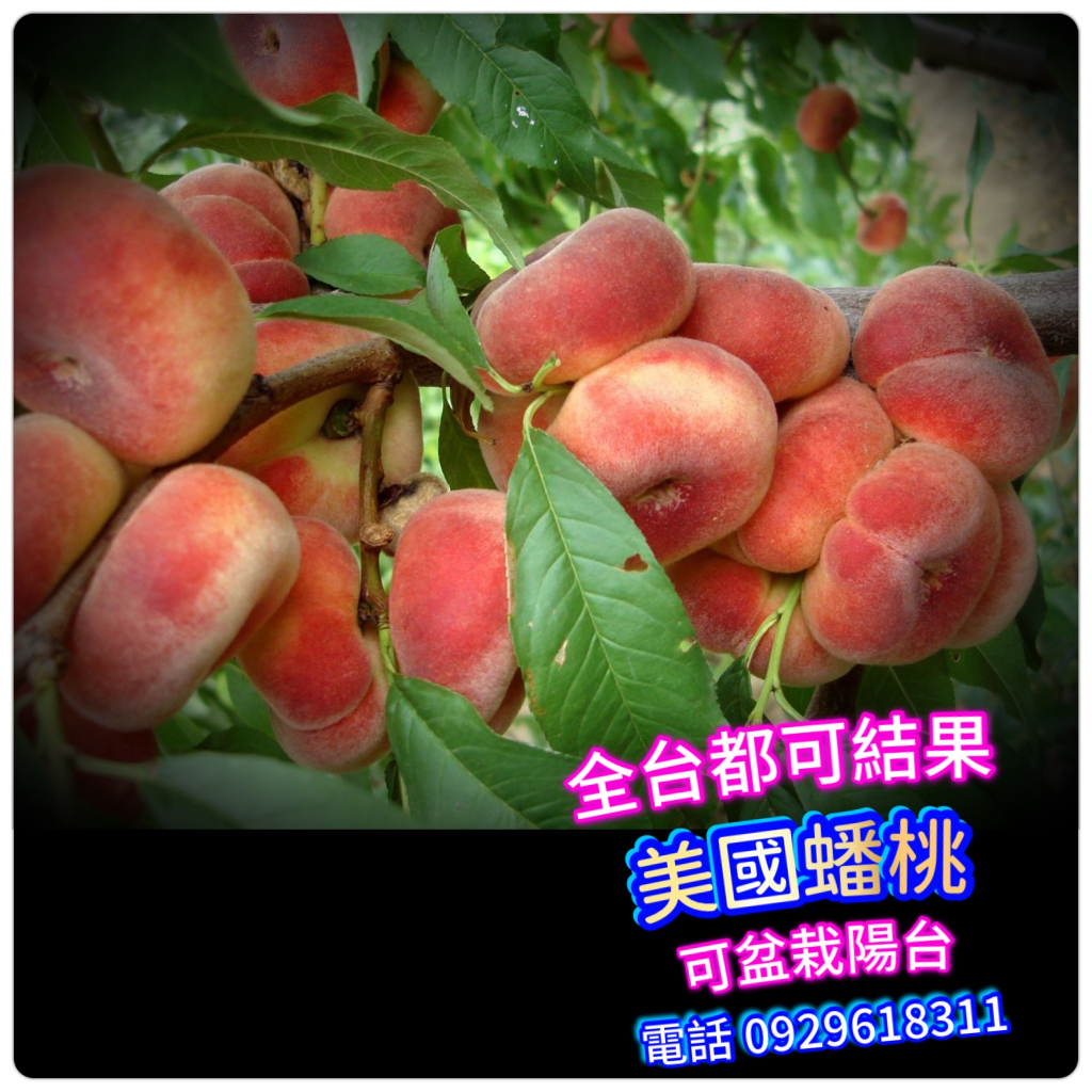 即納！最大半額！ ✓美國蟠桃✓嫁接苗盆栽-Flat peach【嫁接苗】水蜜桃、熱帶水蜜 果物