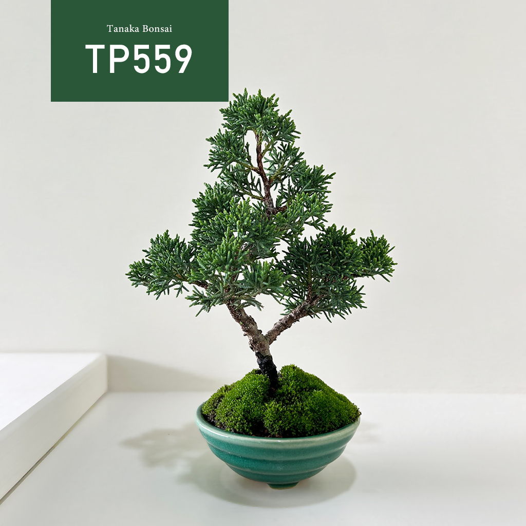 Tanaka Bonsai】TP559 紀州真柏/鐵柏盆景｜松柏盆栽| 蝦皮購物