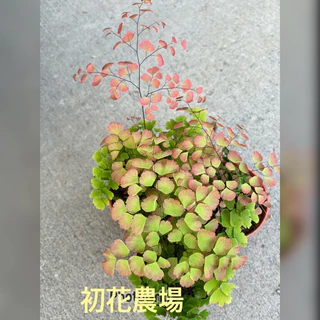初花農場2店｜鐵線蕨｜孔雀蕨｜心葉蕨｜海岸尼佛蕨｜澎澎蕨｜麗莎蕨｜達瓦娜藍星蕨｜彩虹蕨｜美人蕨｜3寸盆｜觀葉植物｜