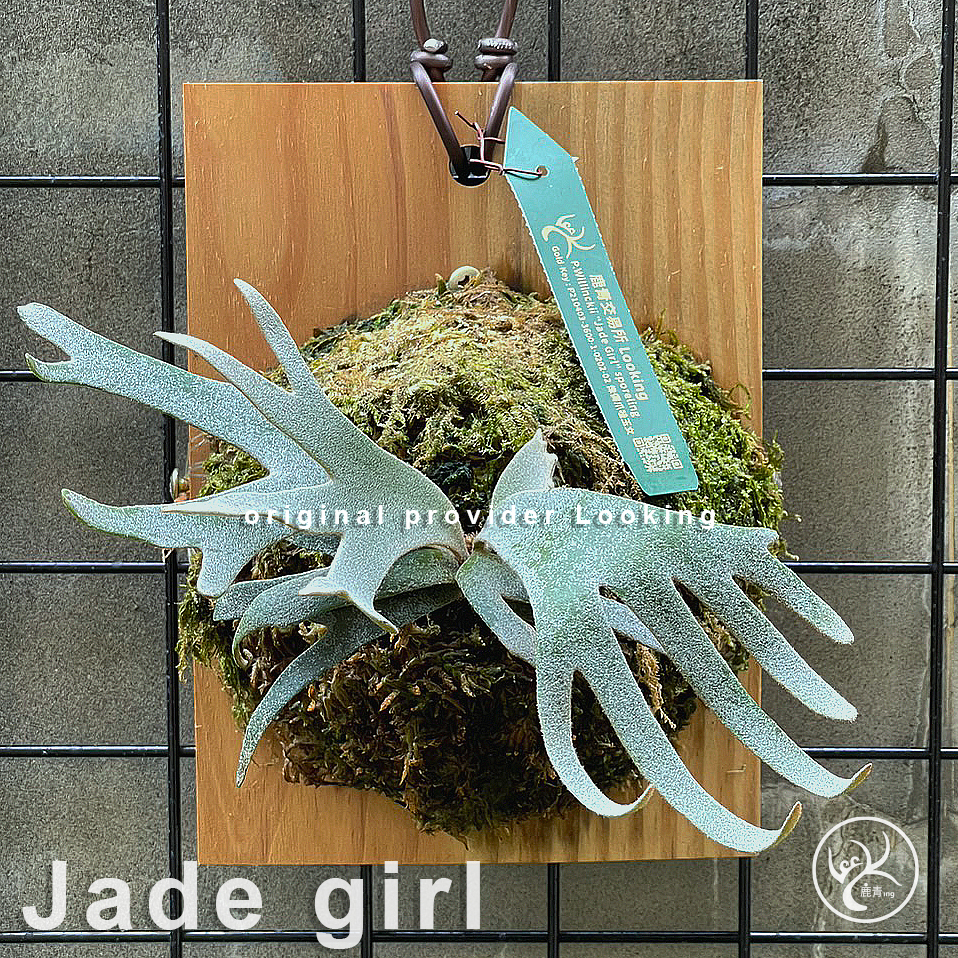 已售出侏儒爪哇玉女鹿角蕨P.willinckii 'Jade Girl ' 鹿角蕨上板植物