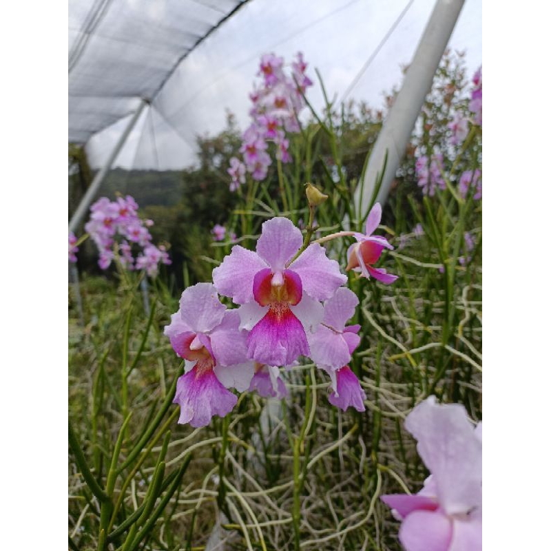 大眾蘭園 Vanda 'Miss Joaquim'卓錦萬代蘭 | 蝦皮購物