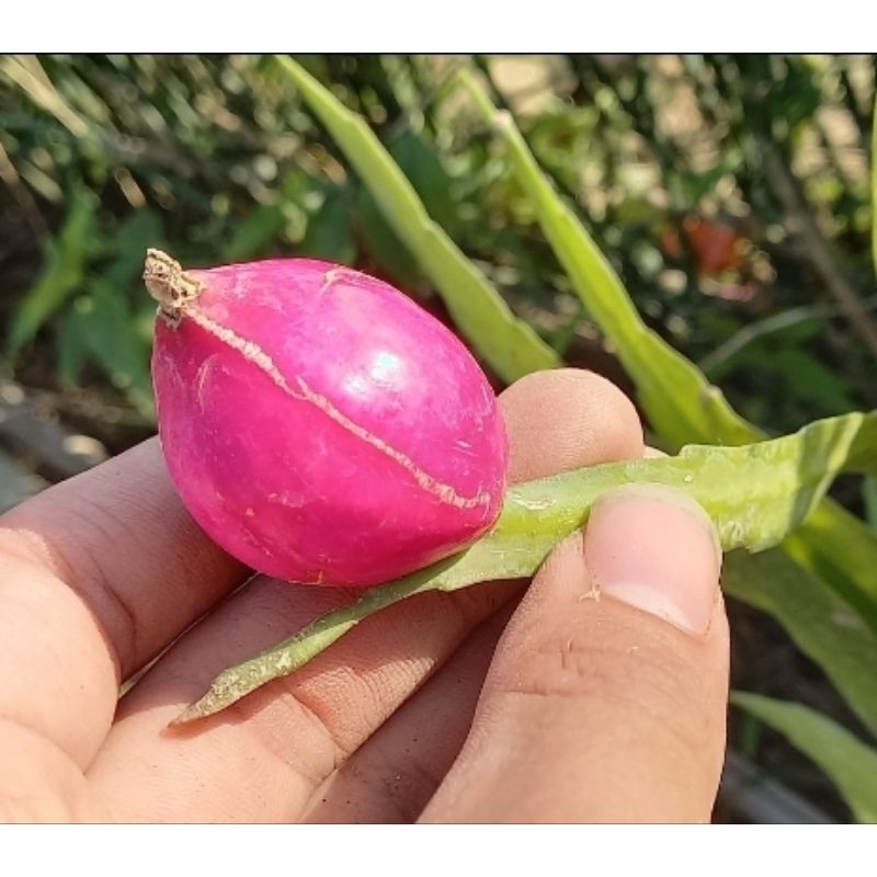 《多Root肉》 迷你曇花Epiphyllum pumilum 多肉植物 雨林植物 觀葉植物 | 蝦皮購物