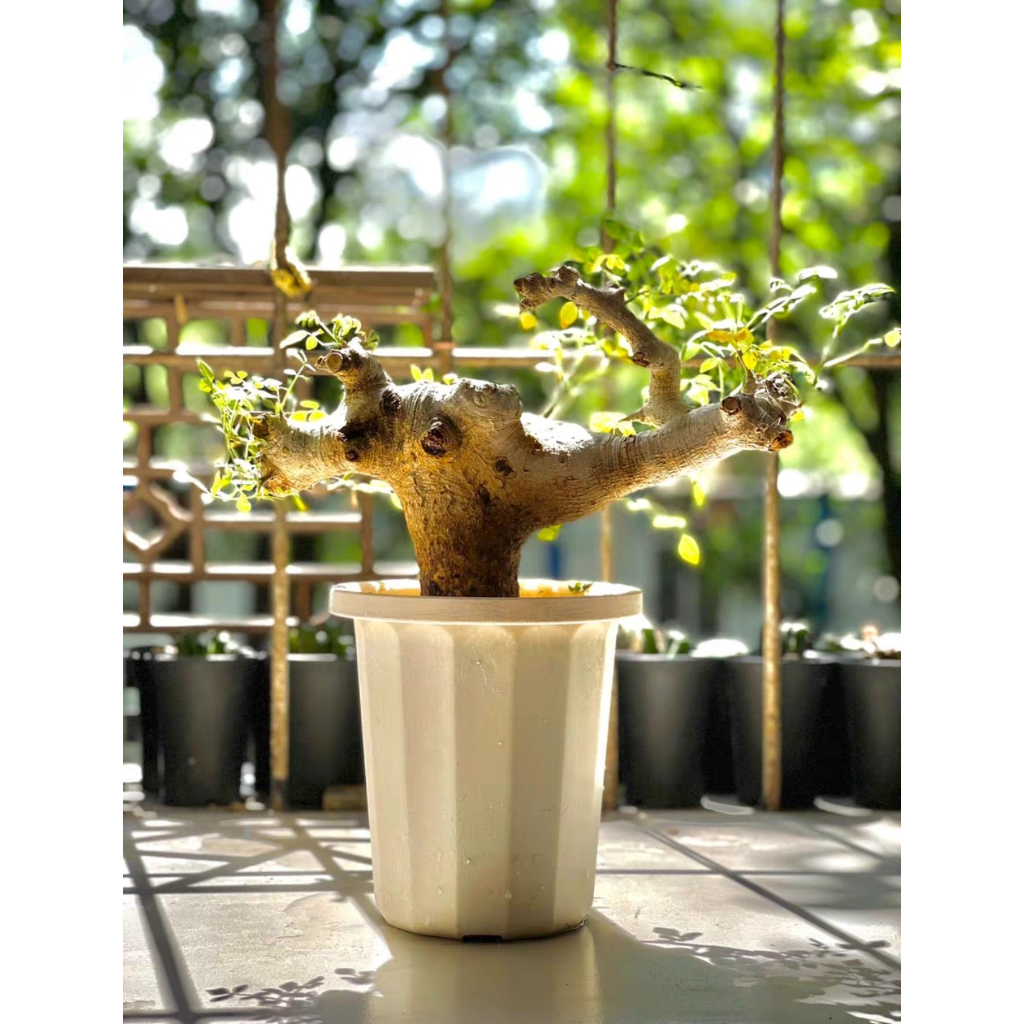 種子10粒】Commiphora drake-brockmanii(9) | Shop at Mercari from