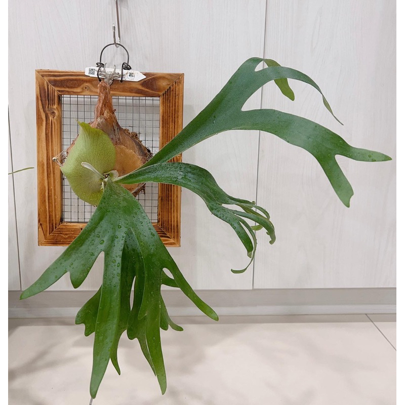 P.Ss foong 鹿角蕨植物SS Foong P.SSfoong 開幕植栽文青網美店必備喬遷