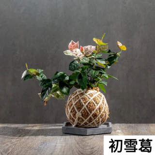 苔球植物 初雪葛水苔球 苔玉 適合室內植物、辦公室植物、交換禮物、情人節禮物  巧繪網植物館苔球