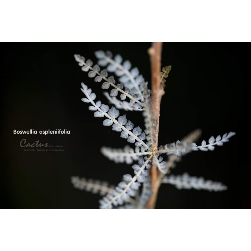 塊根英雄】蕨葉乳香種子/Boswellia aspleniifolia/橄欖科乳香屬| 蝦皮購物