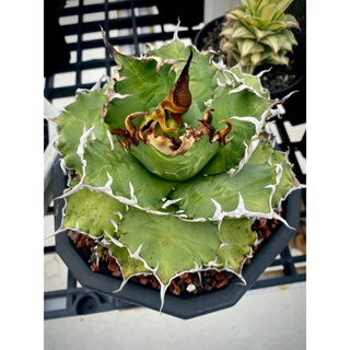 Agave titanota Caesar 凱徹 D-