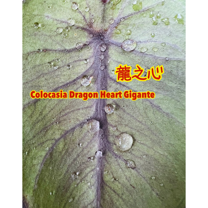 天棠地芋》龍之心巨龍之心水芋Colocasia Dragon Heart Gigante | 蝦皮購物