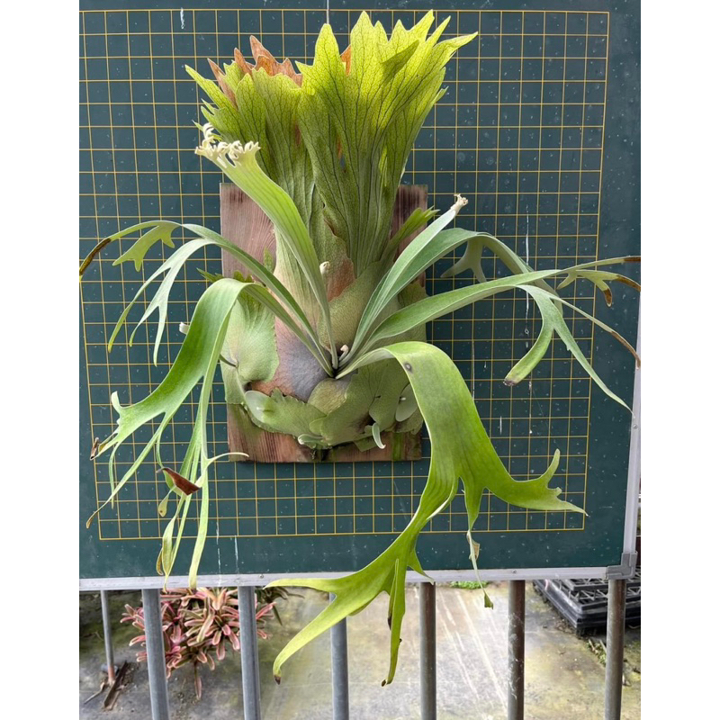 千手觀音鹿角蕨Platycerium 'SS Foong' 大顆出貨| 蝦皮購物