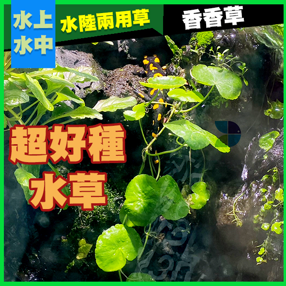 @墨耘 水草@ 香香草 3株/30元 耐熱 不需CO2 中景 兩棲缸 生態缸