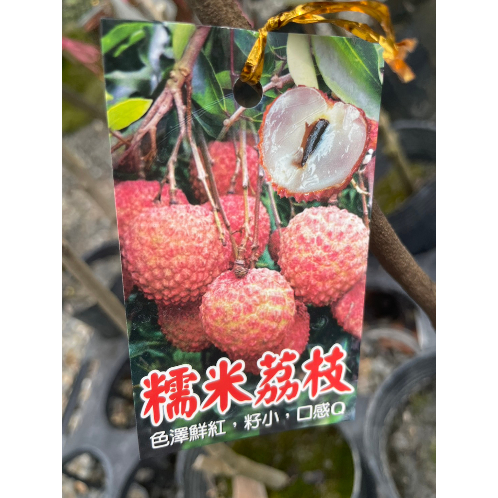 ★ 逗花枝玩 ☆ 水果植物 糯米荔枝 4吋 植株較硬直 建議宅配，超取會修剪出貨 | 蝦皮購物