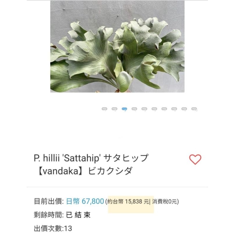 送料無料 百貨店 P.hilli“sattahip” 鹿角蕨Yot大叔頂級綠深莎塔希正側芽// 河馬語 ビカクシダ