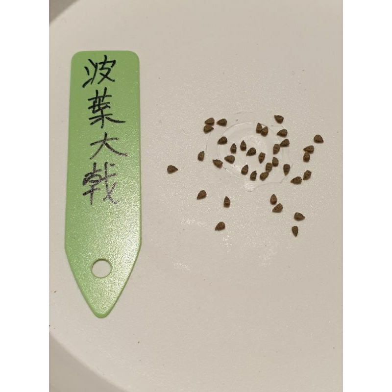 新鮮 Euphorbia hadramautica 種子 10粒 ユーフォルビア ハドラマウチカ 種子10粒 ユーフォルビア