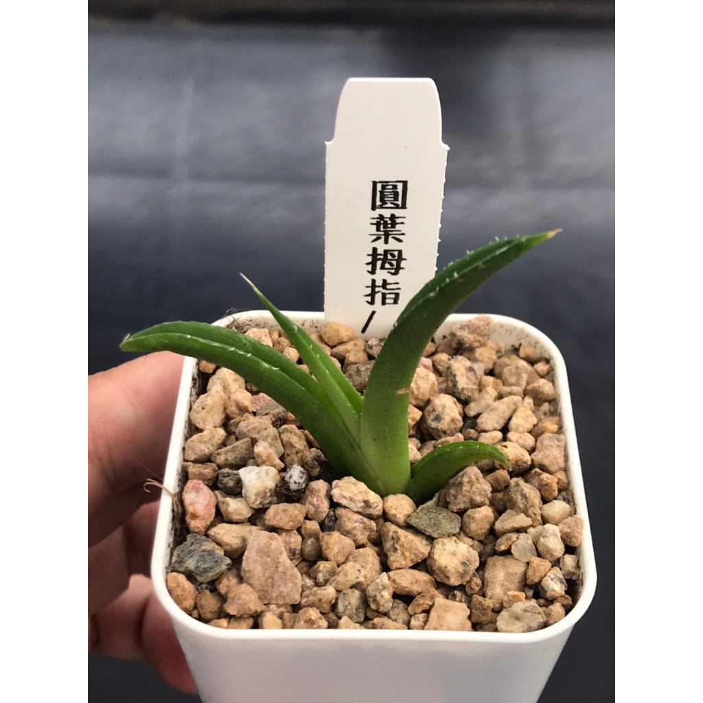 ≡植綠人生≡🌴圓葉拇指嚴龍🌴Agave titanota 'Filigree'│龍舌蘭科