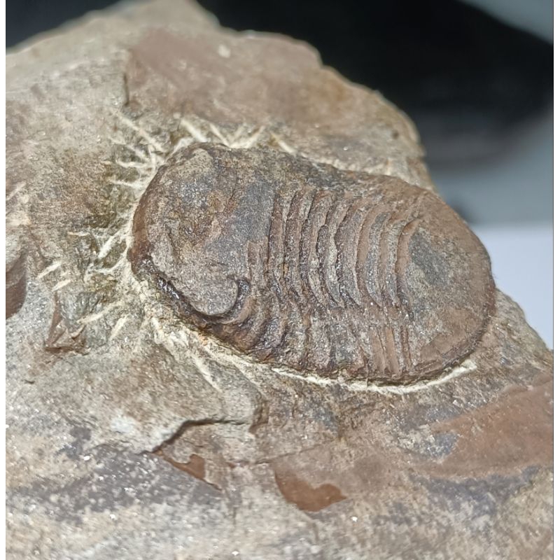 [程石] 中國重慶 寶石蟲三葉蟲與海扁果化石/Nileus sp. | 蝦皮購物