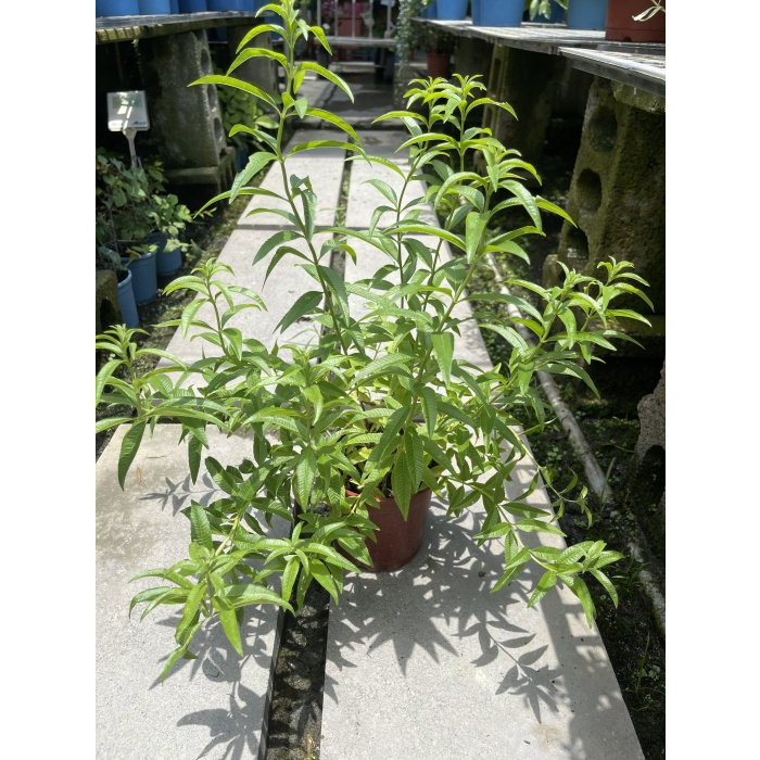 ^花草巷弄^ 5吋盆 // 檸檬馬鞭草 // 香草料植物 / | 蝦皮購物