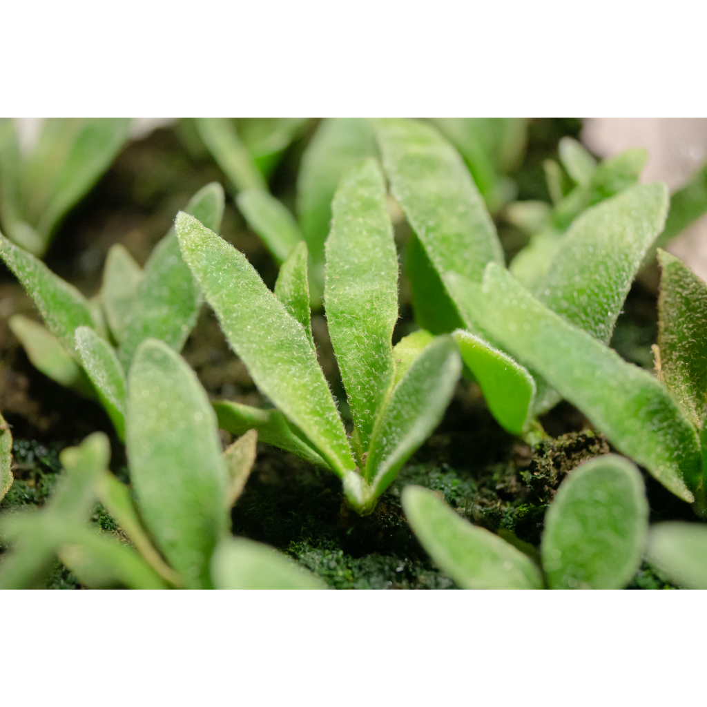 🌿侏儒爪哇玉女鹿角蕨孢子苗P.willinckii'Jade Girl' sporeling 🌿侏儒爪哇玉女鹿角蕨孢子苗P.willinckii'Jade Girl' sporeling