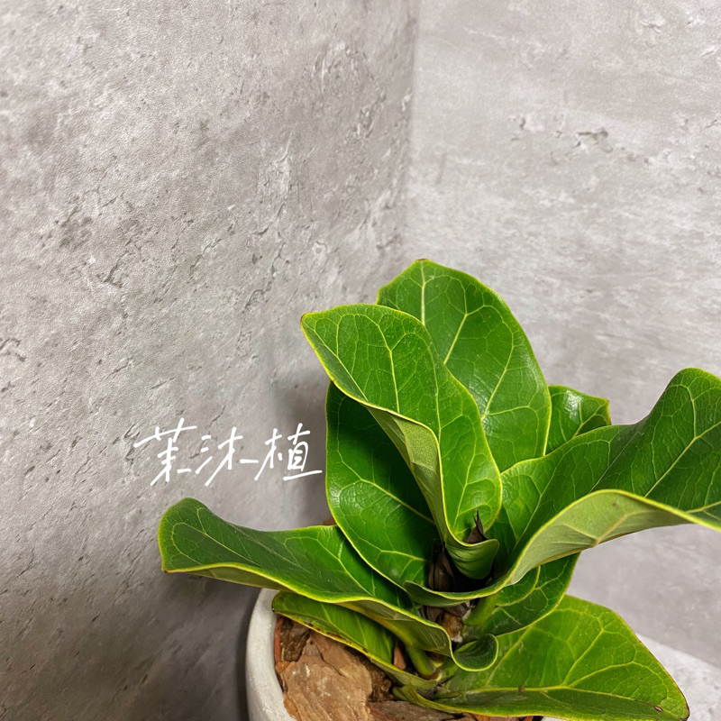 琴葉榕｜Ficus lyrata Warb.｜室內｜陽台植物｜觀葉植物｜水泥盆器｜送禮自用 | 蝦皮購物