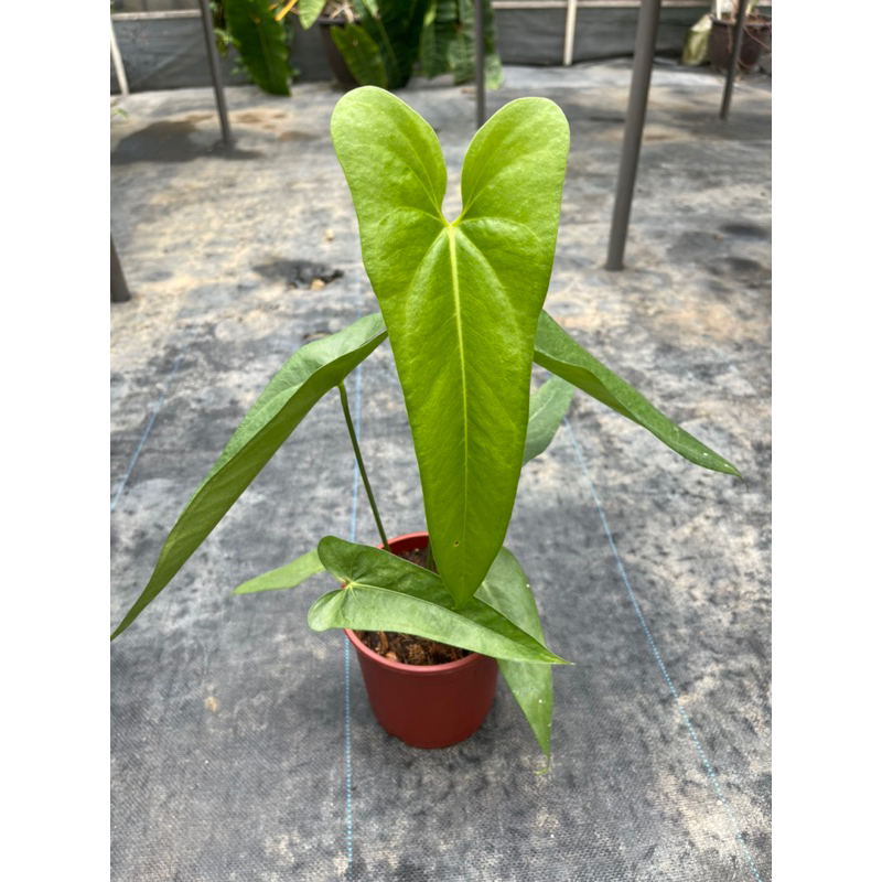 -Anthurium verapazense 5|
