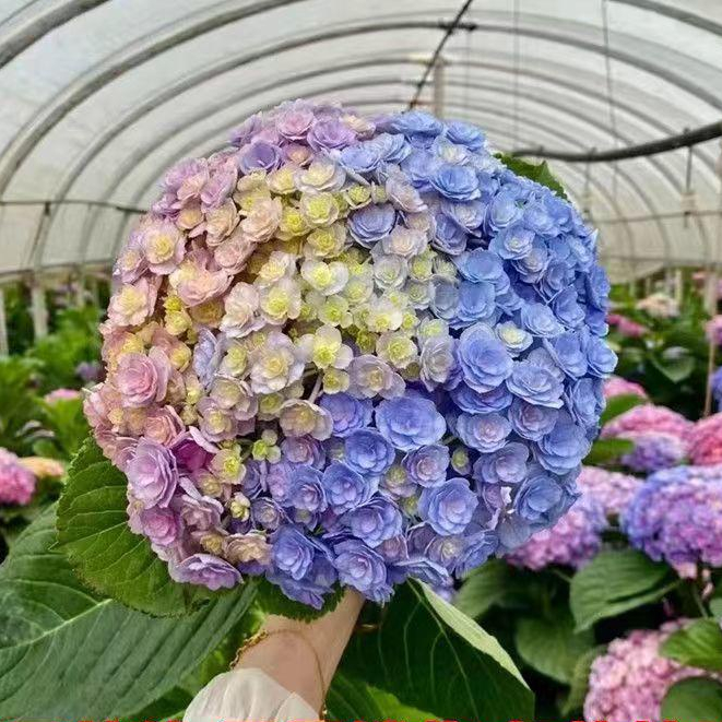 繡球花盆栽四季開花無儘夏萬花鏡花卉室內外陽臺庭院綠植八僊花