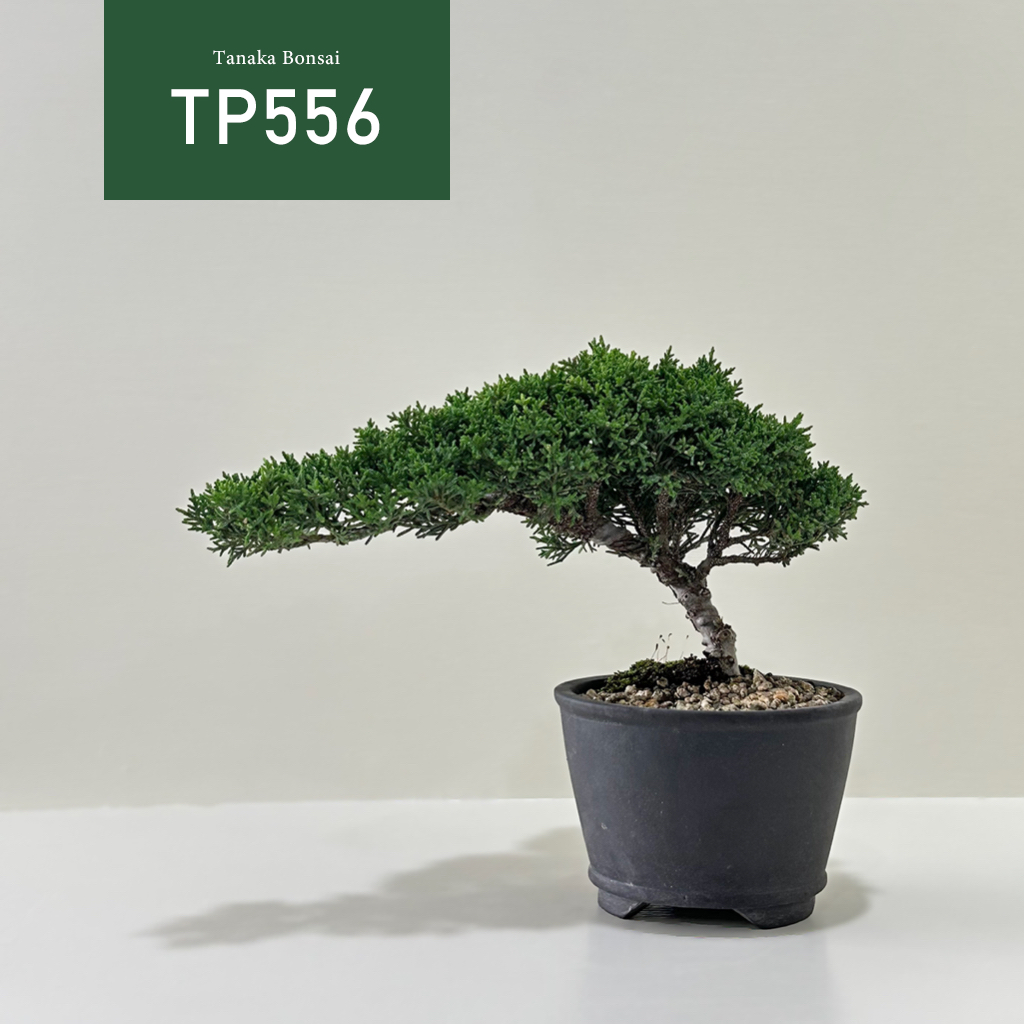 Tanaka Bonsai】TP556 紀州真柏/鐵柏盆景｜松柏盆栽| 蝦皮購物