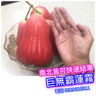 超希少レンブ取木苗木 台湾黑金剛蓮霧（大）