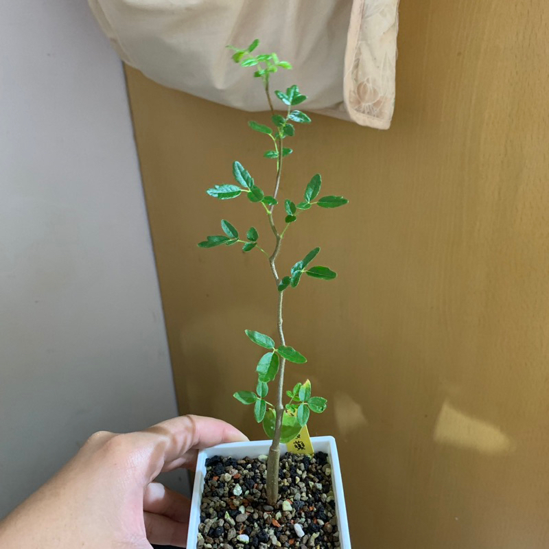 實生羽葉沒藥/滔天橄欖 Commiphora monstruosa 三寸盆 含盆寄送 | 蝦皮購物