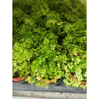 彩綠花果園_觀葉植物_迷你葉鐵線蕨(密葉鐵線蕨)_3吋盆_